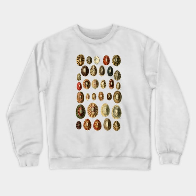 Limpet Shells Vintage Antique Scientific Natural History Illustration Crewneck Sweatshirt by MoPaws